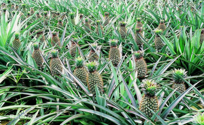 凤梨图片百度百科