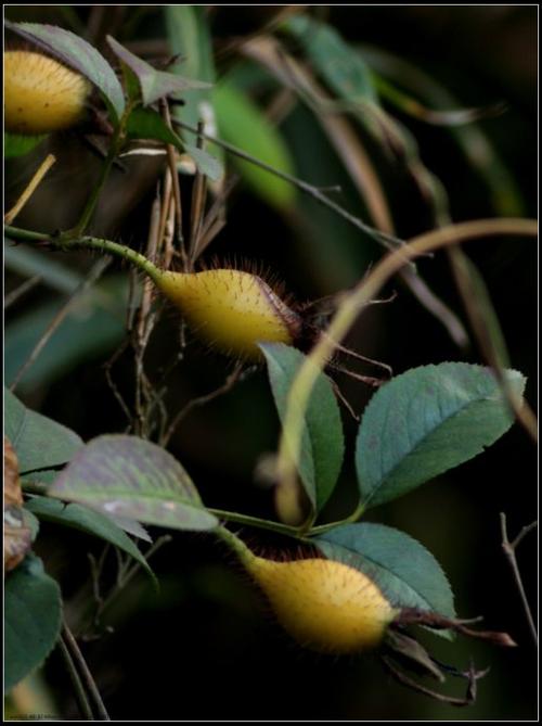 野蔷薇花果实图片