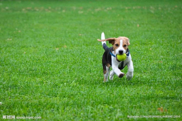 小狗玩耍跑步草地图片