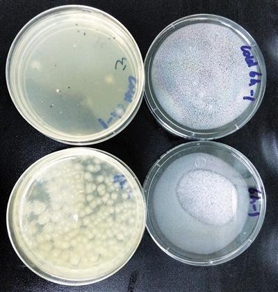 鲜榨豆浆被曝有"毒" 常温放6小时菌落增10倍