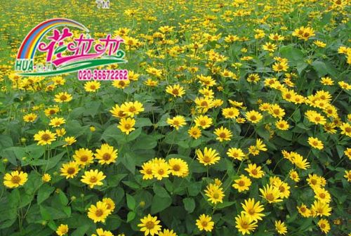 日光菊花卉种子