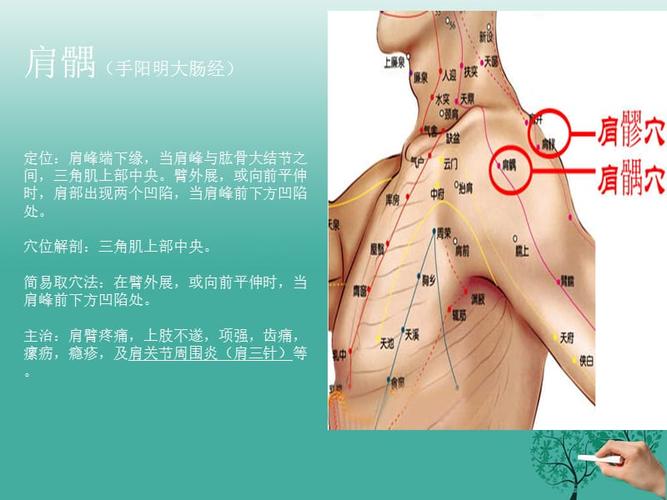 肩部穴位课件
