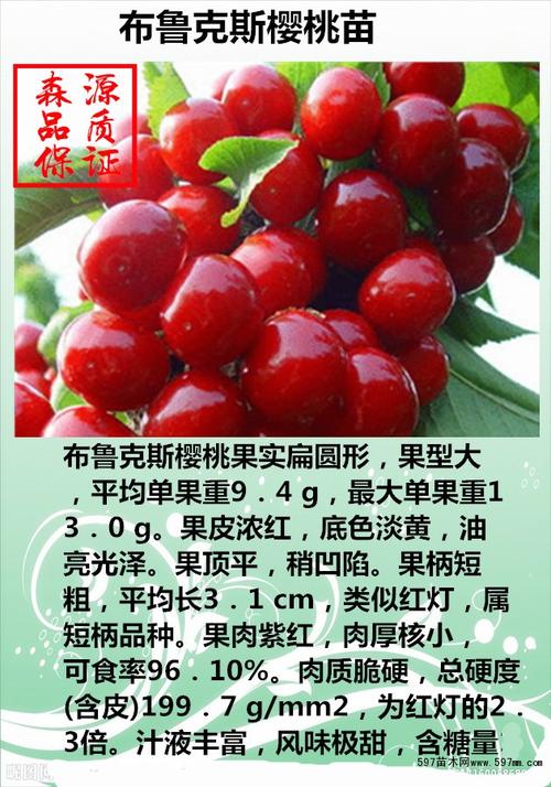 甜樱桃优良品种布鲁克斯樱桃苗 鲜食樱桃主栽品种