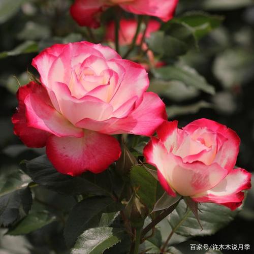 国外月季好还是中国月季强?国月,日月,欧月有什么区别