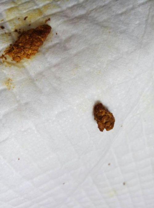 小狗崽子六天,拉出来的屎黄色稍黏,但是是由小颗粒小颗粒组成,是不是