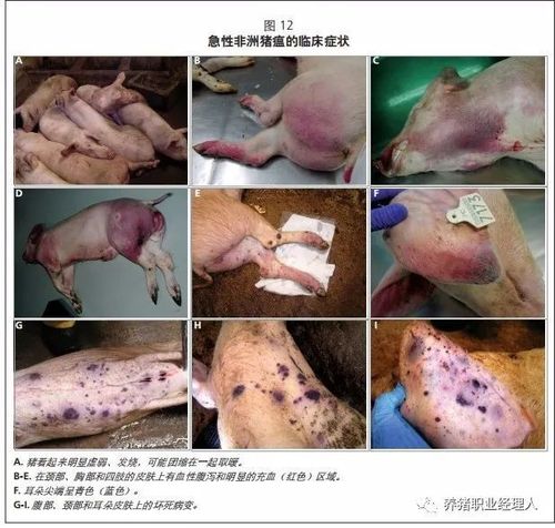 非瘟的临床表现及剖检病变|出血|心包炎|症状|淋巴结