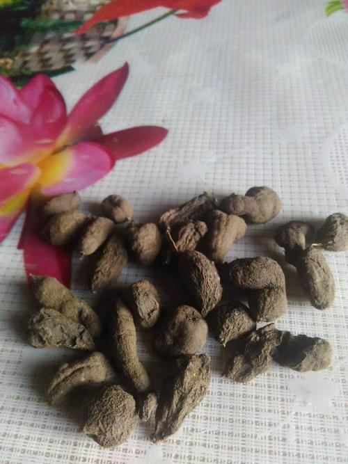 中药材纯野生三叶青金线吊葫芦土经丸金线吊葫芦石猴子治疗腰疼