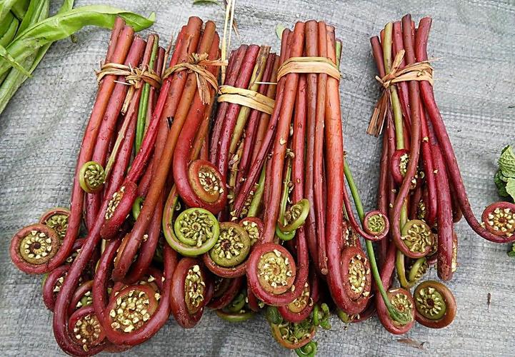 生活小常识:蕨菜的功效与作用
