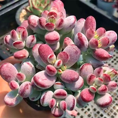 乒乓福娘多肉老桩一物一拍包邮达摩福娘锦群生多头超大组合盆栽绿