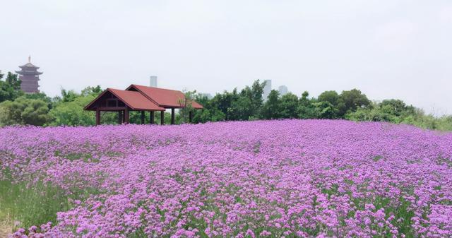 厦门园博苑五月一日后免费开放,省60元门票欣赏国家4a