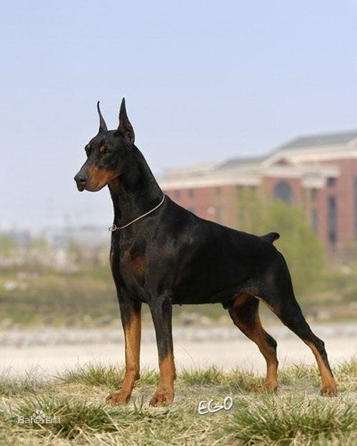 杜宾狗一般指杜宾犬