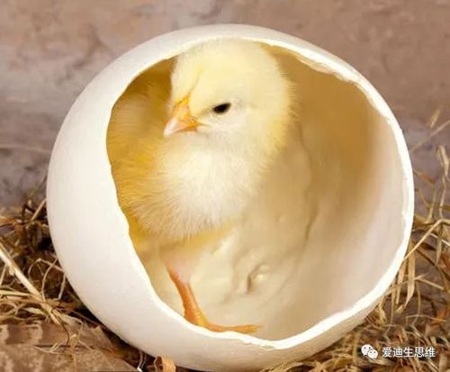 【科学大揭秘】开学第一课 ,教你无壳孵小鸡,太神奇了