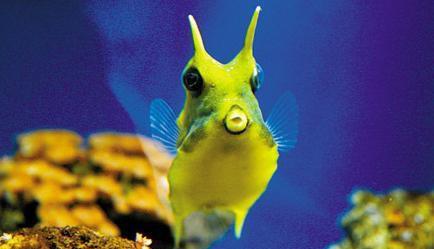 长相奇怪滑稽的海洋鱼类之长脚牛鱼高清图片