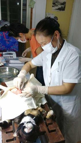 五花大梆排队做结扎手术了