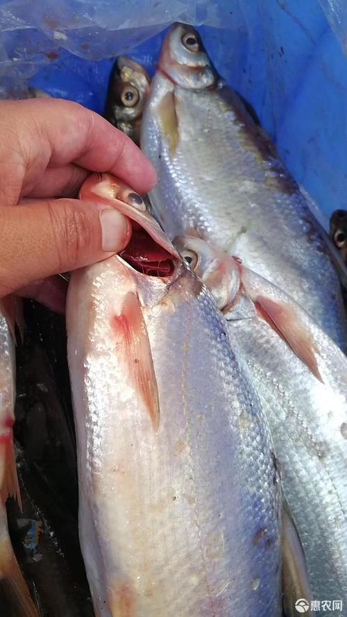 [鲴鱼批发]黄尾鱼 精品黄尾鱼价格11元/斤 - 惠农网