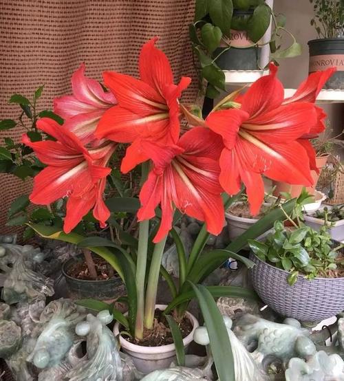 现在买的朱顶红有2种想要正常看花养护方法各不相同