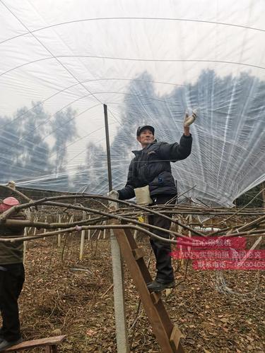 猕猴桃简易避雨棚搭建预算