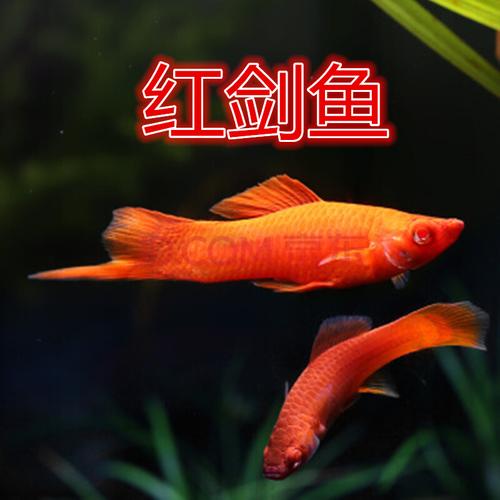 kjhgf热带观赏鱼苗 红剑鱼 发财鱼鱼 胎生鱼 红箭鱼花鳉科 剑尾鱼