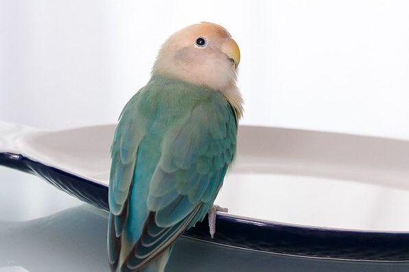 鹦鹉不能随便养?(组图)