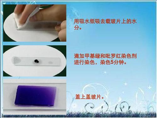 盖上盖玻片. 7