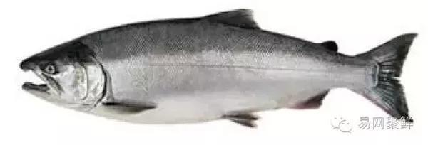 粉鲑 pink salmon