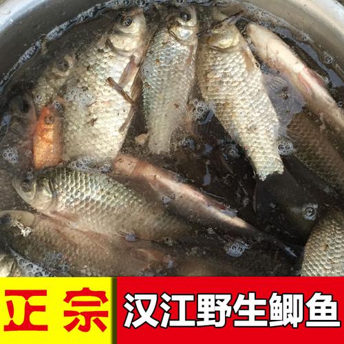 正宗野生大小土鲫鱼鲤鱼新鲜活体现杀淡水鱼孕妇月子下奶炖汤500g_7折