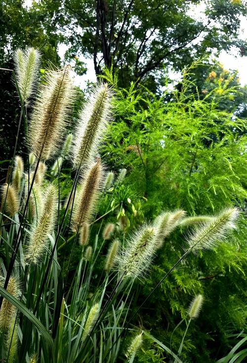 初秋的公园细雨霏霏