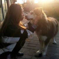 微信狗狗头像卡通图片【点击鼠标右键下载】