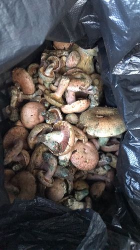 乳菇 (lactarius deliciosus),deliciosus的意思是美味 别名参考:枞菇