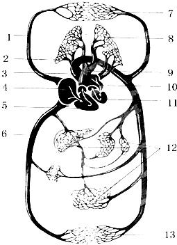 血液循环系统简笔画