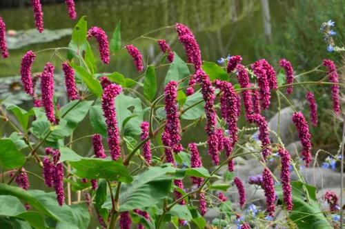 蓼科植物——水红花子