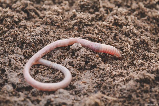 不是环境的温度】最佳繁殖温度为18-25度,这温度内蚯蚓产卵
