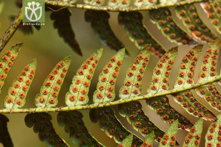 dryopteris sparsa稀羽鳞毛蕨【可以处理】2013-02-16xx-zj (24).