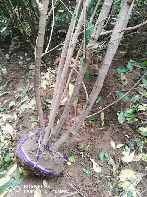 腊梅树苗哪里有卖 1米冠幅丛生腊梅价格