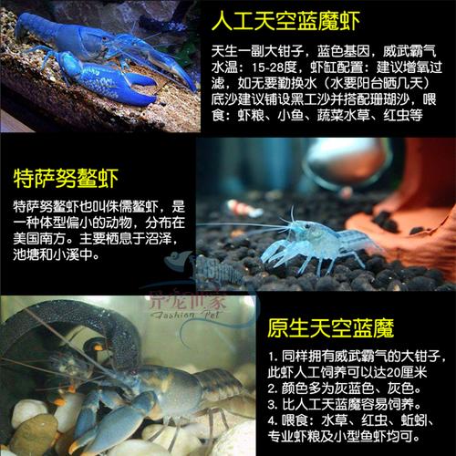 人工天空蓝魔蓝白橘鳌虾龙观赏活体宠物淡水虾