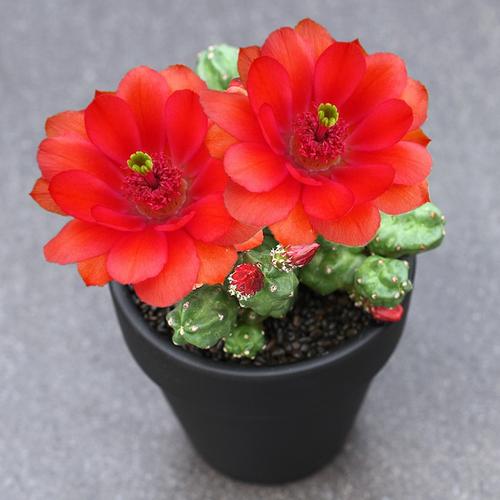 桃太郎 自根仙人球鹿角柱 易开花大花红花品种 多肉植物组合盆栽