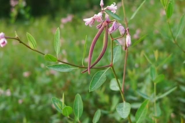 可以这罗布麻全株入药用,它有着很好平肝安神,清热利水的功效,善用