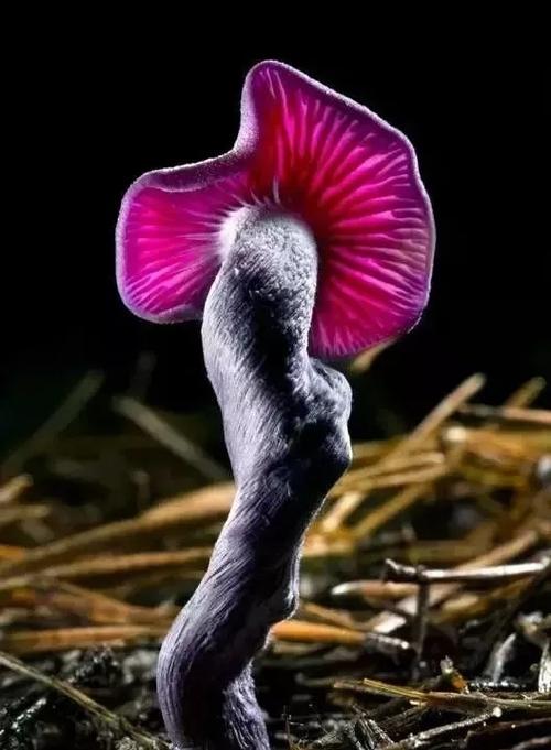 罕见的蘑菇真漂亮-爱上微杂志