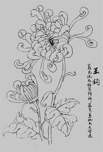 名家白描花鸟之菊花篇