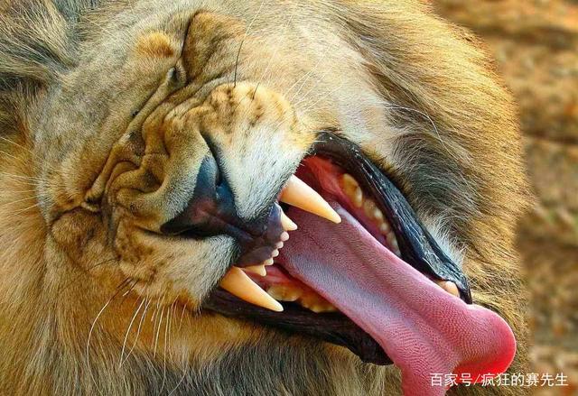 动物世界中长着奇特舌头的生物