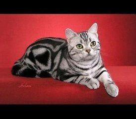 美国银虎斑猫