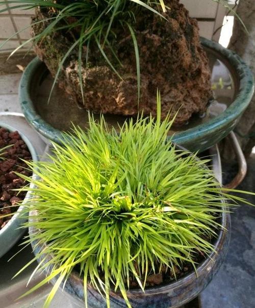 菖蒲草养着养着就黄了可能是缺水了养殖菖蒲草湿度最关键