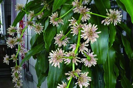 香龙血树能开花吗?几年开花?