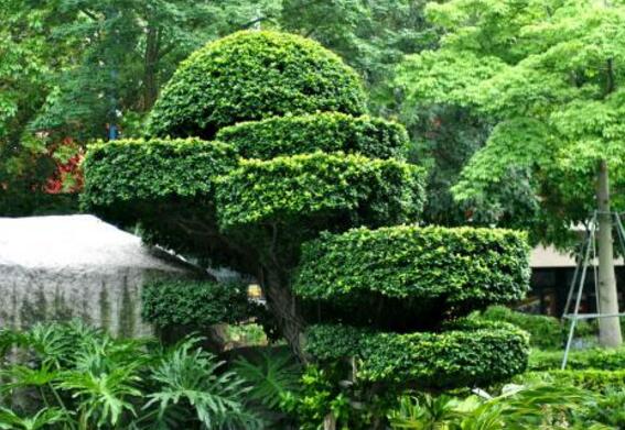 园林树木整形修剪