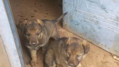 两条1个月的昆明犬
