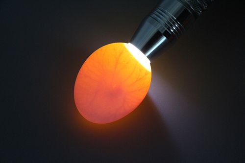 照蛋器照蛋机照蛋灯 不发热冷光源照蛋器 检查鸡蛋工具孵化机配件