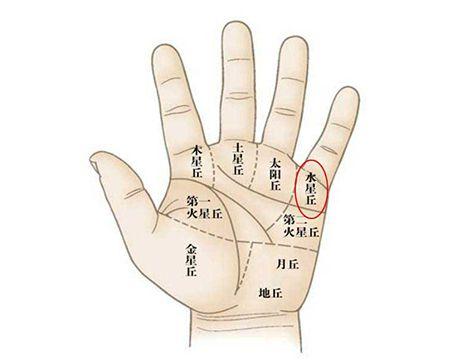 金星丘这个地方的金星如果隆起,突起,饱满,说明这样手相的女性平时在