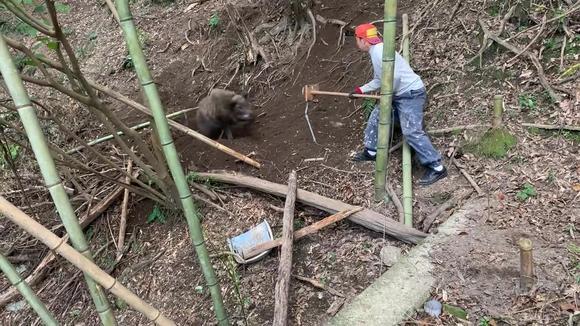 竹林捕捉一头野猪,没有这工具,很难能控制住!