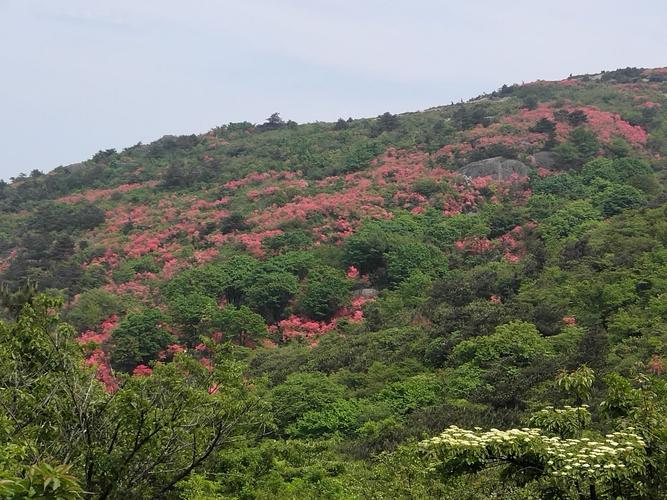 大雷山杜鹃花正灿烂