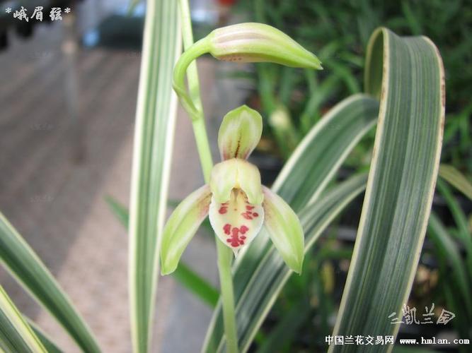 *峨眉弦*-建兰篇-中国兰花交易网社区